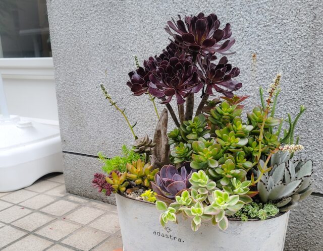 多肉植物の寄せ植え