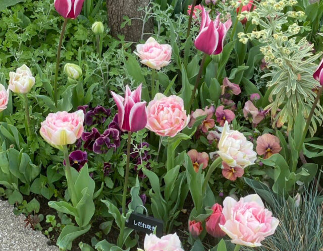 秋植え球根の予約を開始しました