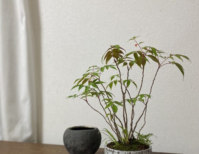 【新講座】雑木盆栽で秋の紅葉を楽しむ(今村)