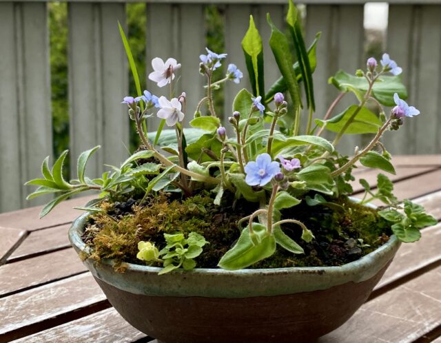 春の草花盆栽(今村)