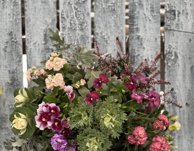 初心者にも安心！たっつんと作る秋のハンギングバスケット講座(YOKOHAMA男子・戸田)