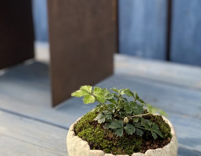 春の草花盆栽(今村)