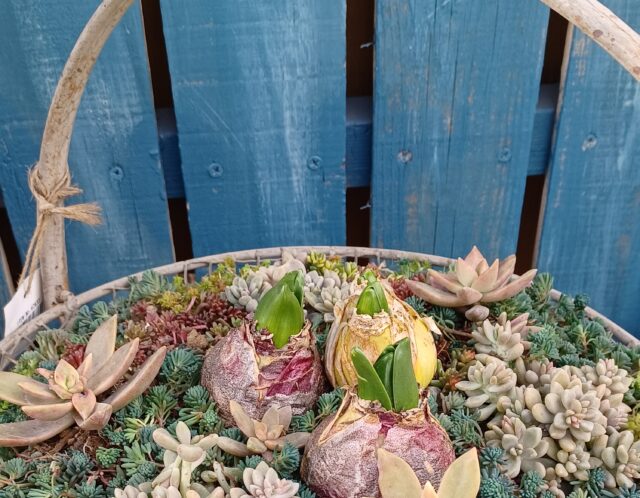 【特別講座】芽だし球根の寄せ植え（井上）