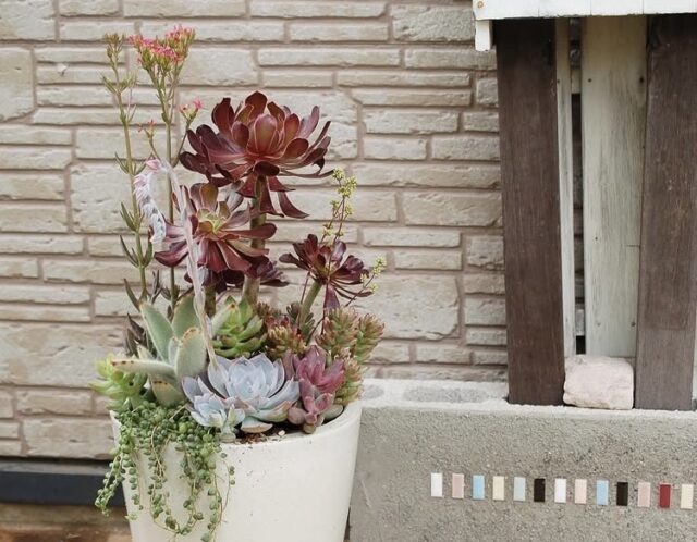 平野純子の多肉講座