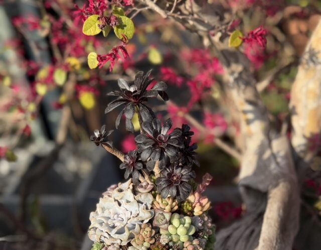 【特別講座】あおちゃんの多肉講座