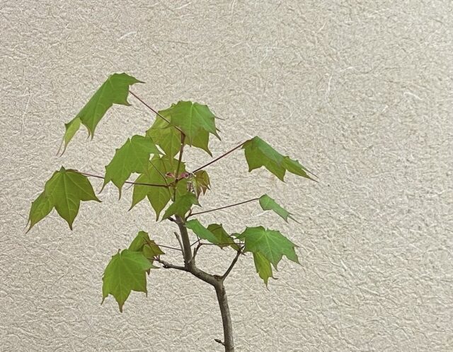 雑木盆栽で新緑を楽しむ(今村)