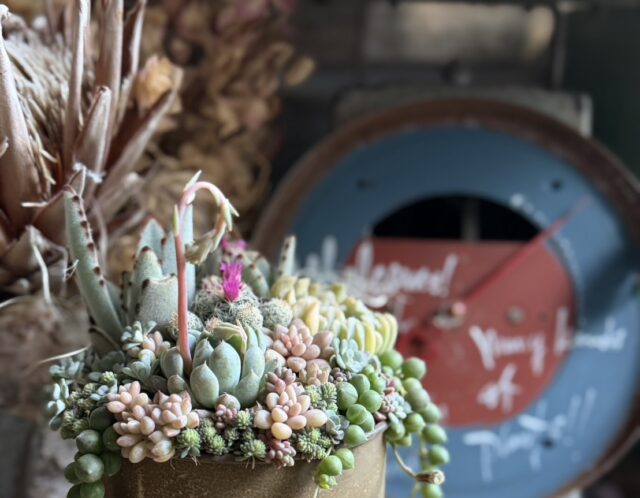 【特別講座】あおちゃんの多肉講座