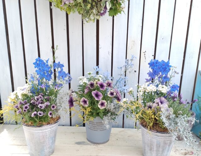 初心者にも安心！たっつんと作る寄せ植え(YOKOHAMA男子・戸田)