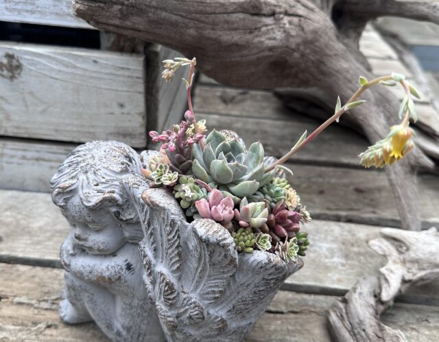 【初心者さん🔰歓迎】天使の器に多肉寄せ植え（井上）
