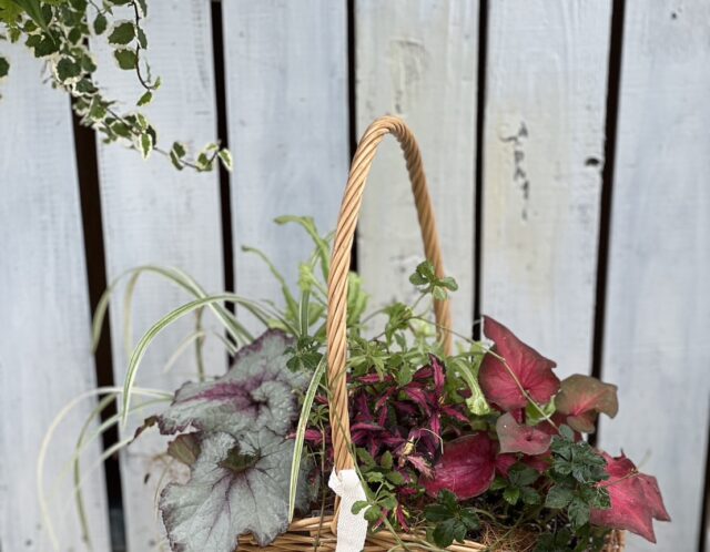 【講習料無料！寄せ植えのかごプレゼント！】観葉植物の寄せ植え（井上）